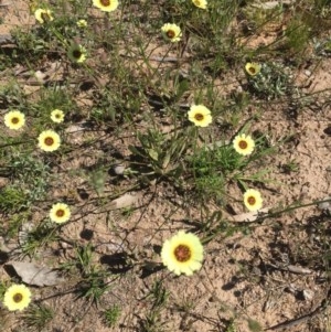 Tolpis barbata at Peak View, NSW - 17 Nov 2020