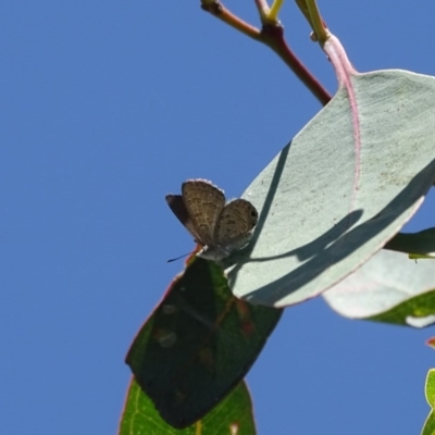 Acrodipsas myrmecophila (Small Ant-blue Butterfly) at Mount Mugga Mugga - 20 Nov 2020 by Mike