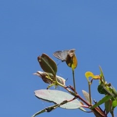 Acrodipsas myrmecophila at suppressed - 20 Nov 2020