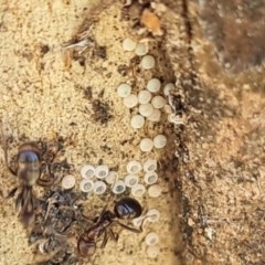 Acrodipsas myrmecophila at suppressed - 20 Nov 2020