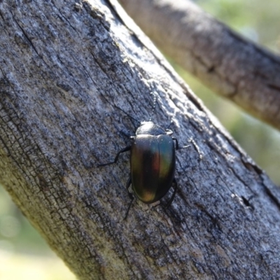 Chalcopteroides spectabilis (Rainbow darkling beetle) at Mount Mugga Mugga - 20 Nov 2020 by Mike