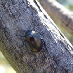 Chalcopteroides spectabilis at Symonston, ACT - 20 Nov 2020