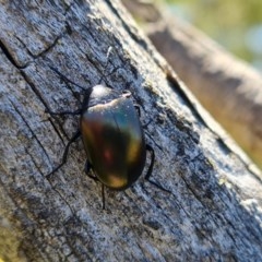 Chalcopteroides spectabilis at Symonston, ACT - 20 Nov 2020