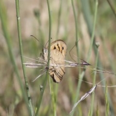 Heteronympha merope (Common Brown Butterfly) at QPRC LGA - 18 Nov 2020 by AlisonMilton