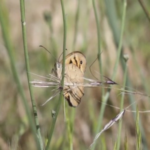 Heteronympha merope at Primrose Valley, NSW - 19 Nov 2020