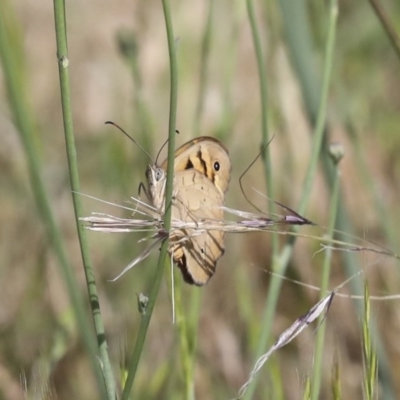 Heteronympha merope (Common Brown Butterfly) at QPRC LGA - 18 Nov 2020 by AlisonMilton