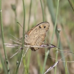 Heteronympha merope at Primrose Valley, NSW - 19 Nov 2020 07:50 AM