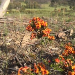 Dillwynia sp. at Peak View, NSW - 18 Nov 2020