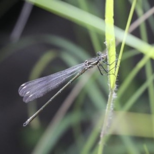 Austroargiolestes icteromelas at Anembo, NSW - 19 Nov 2020