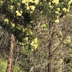 Acacia mearnsii (Black Wattle) at Red Hill Nature Reserve - 17 Nov 2020 by Ttochtron