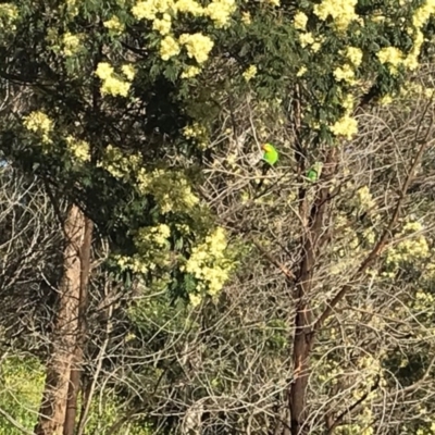 Acacia mearnsii (Black Wattle) at Deakin, ACT - 17 Nov 2020 by Ttochtron