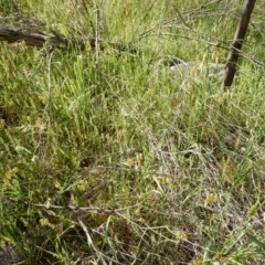 Microtis sp. (Onion Orchid) at Flynn, ACT - 19 Nov 2020 by Rosie