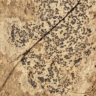 Lichen - crustose at Bass Gardens Park, Griffith - 20 Nov 2020 by SRoss