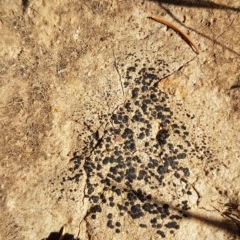 Lichen - crustose at Griffith, ACT - 20 Nov 2020