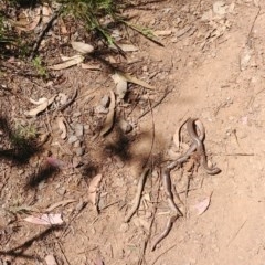 Anilios nigrescens (Blackish Blind Snake) at Mount Majura - 19 Nov 2020 by Avery