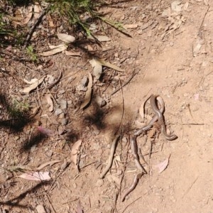 Anilios nigrescens at Downer, ACT - 19 Nov 2020 12:03 PM