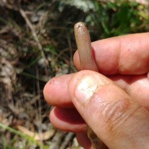 Anilios nigrescens at Downer, ACT - 19 Nov 2020