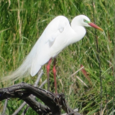 Ardea plumifera (Plumed Egret) at Jerrabomberra Wetlands - 19 Nov 2020 by Christine