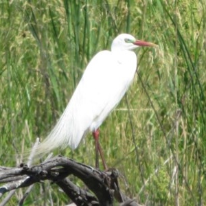 Ardea plumifera at Fyshwick, ACT - 20 Nov 2020