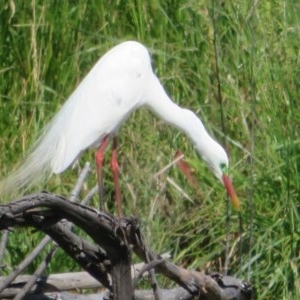 Ardea plumifera at Fyshwick, ACT - 20 Nov 2020