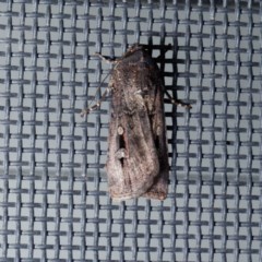 Agrotis munda at Harrison, ACT - 19 Nov 2020