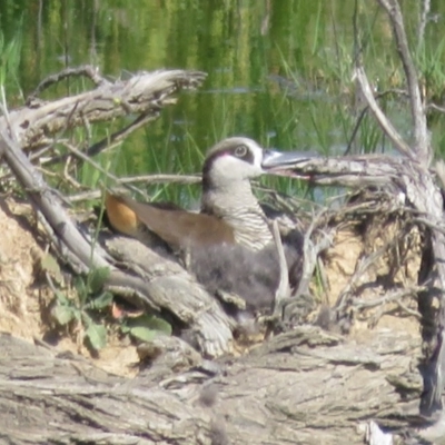 Malacorhynchus membranaceus (Pink-eared Duck) at Jerrabomberra Wetlands - 19 Nov 2020 by Christine