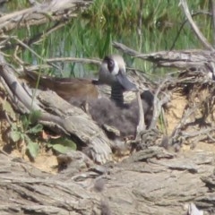 Malacorhynchus membranaceus at Fyshwick, ACT - suppressed