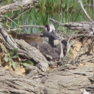 Malacorhynchus membranaceus at Fyshwick, ACT - suppressed