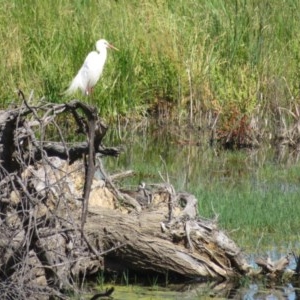 Malacorhynchus membranaceus at Fyshwick, ACT - suppressed