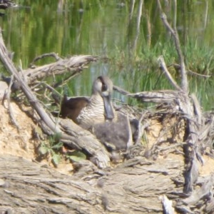 Malacorhynchus membranaceus at Fyshwick, ACT - suppressed