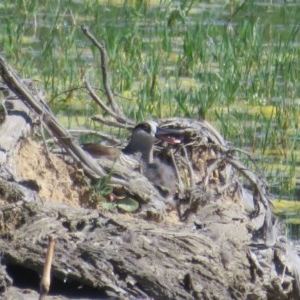 Malacorhynchus membranaceus at Fyshwick, ACT - suppressed