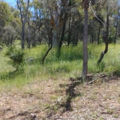 Unverified Plant at Mount Ainslie - 20 Nov 2020 by Avery