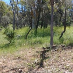 Unidentified Plant at Mount Ainslie - 20 Nov 2020 by Avery