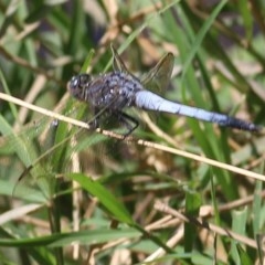 Orthetrum caledonicum (Blue Skimmer) at Wodonga, VIC - 20 Nov 2020 by Kyliegw