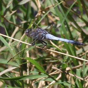 Orthetrum caledonicum at Wodonga - 20 Nov 2020 11:20 AM