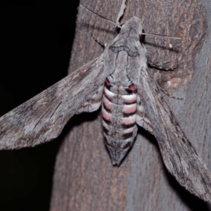 Agrius convolvuli at Majura, ACT - 16 Nov 2020 10:13 PM