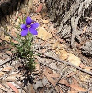 Cheiranthera linearis at Jacka, ACT - 9 Nov 2020