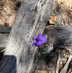 Cheiranthera linearis at Jacka, ACT - 9 Nov 2020