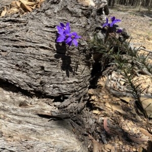 Cheiranthera linearis at Jacka, ACT - 9 Nov 2020