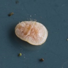 Lachnodius sp. (genus) (Felted Scale) at Higgins, ACT - 14 Nov 2020 by AlisonMilton