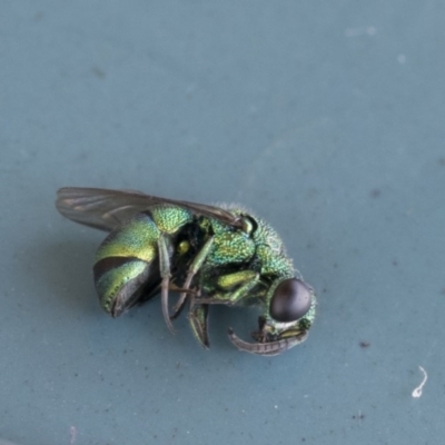 Primeuchroeus sp. (genus) (Cuckoo Wasp) at Scullin, ACT - 15 Nov 2020 by AlisonMilton