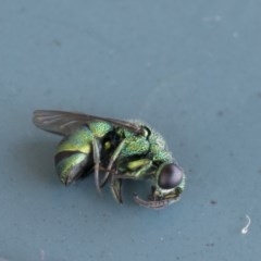 Chrysididae (family) (Cuckoo wasp or Emerald wasp) at Scullin, ACT - 15 Nov 2020 by AlisonMilton