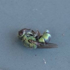 Primeuchroeus sp. (genus) at Scullin, ACT - 15 Nov 2020 11:56 AM