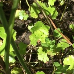 Hydrocotyle sp. at Collector, NSW - 20 Nov 2020 by JaneR