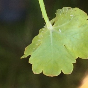 Hydrocotyle sp. at Collector, NSW - 20 Nov 2020