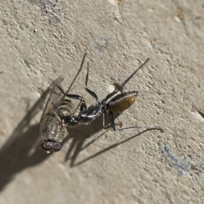 Camponotus aeneopilosus (A Golden-tailed sugar ant) at Scullin, ACT - 14 Nov 2020 by AlisonMilton