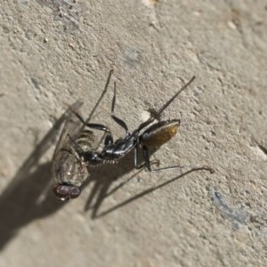 Camponotus aeneopilosus at Scullin, ACT - 14 Nov 2020