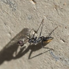 Camponotus aeneopilosus at Scullin, ACT - 14 Nov 2020