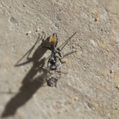 Camponotus aeneopilosus at Scullin, ACT - 14 Nov 2020