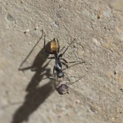 Camponotus aeneopilosus at Scullin, ACT - 14 Nov 2020